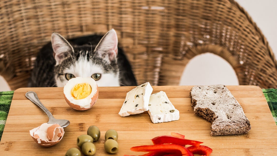 Can cats eat cheese crackers best sale